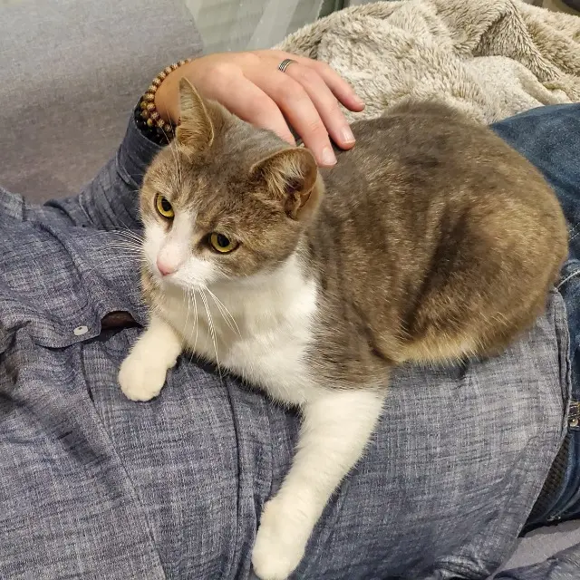 chatte reunited   53940 Saint-Berthevin Syrah