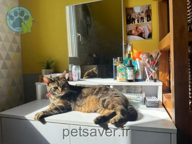 gatta reunited 53170 Maisoncelles-du-Maine Wifie