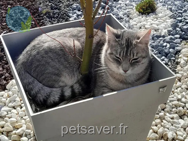 chatte reunited   53100 Mayenne winnie