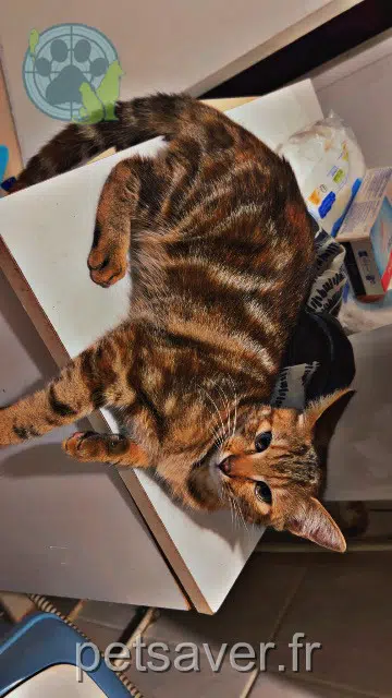 chatte reunited   53300 Couesmes-Vaucé Yuna