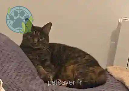 Chatte Trouvée 54 Meurthe-et-Moselle - Belle Chatte Trouvée 54 Meurthe-et-Moselle - Belle