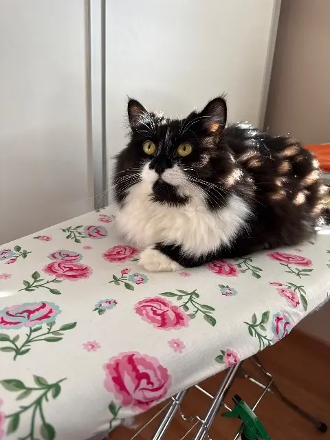 chatte reunited   54230 Chavigny Bijou