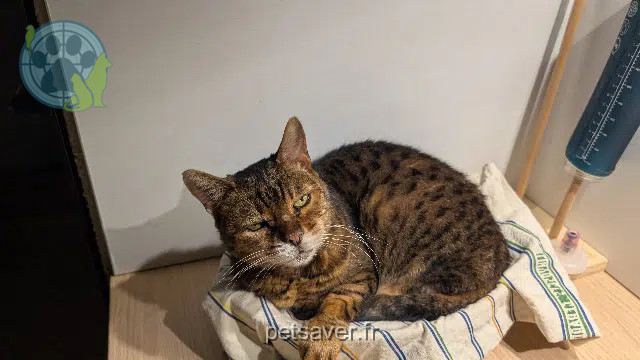 chatte reunited   54600 Villers-lès-Nancy Enya