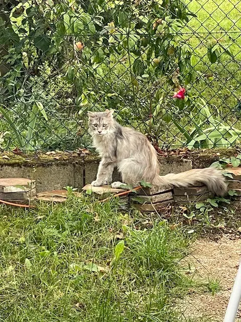 chatte reunited   54760 Leyr Iam