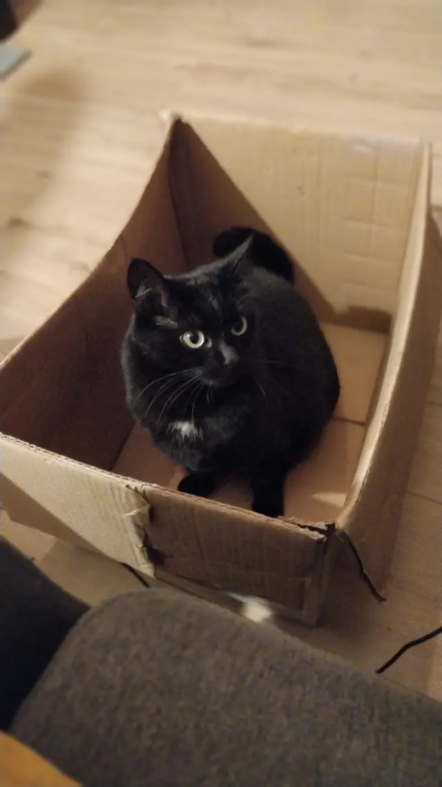 Chatte Trouvée 54 Meurthe-et-Moselle Chatte Trouvée 54 Meurthe-et-Moselle