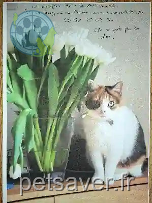 Chatte Trouvée 54 Meurthe-et-Moselle - Lili Chatte Trouvée 54 Meurthe-et-Moselle - Lili