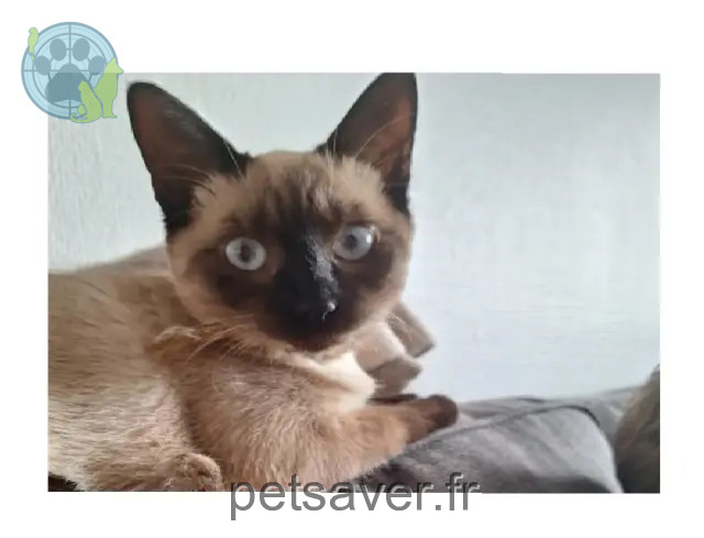 Katze reunited   54510 Tomblaine Luz