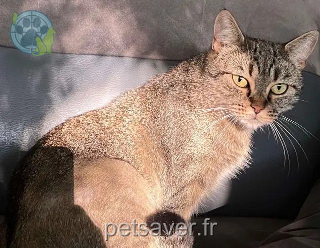 chatte reunited   54620 Pierrepont Lya