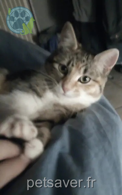 chatte reunited 54510 Tomblaine Maya