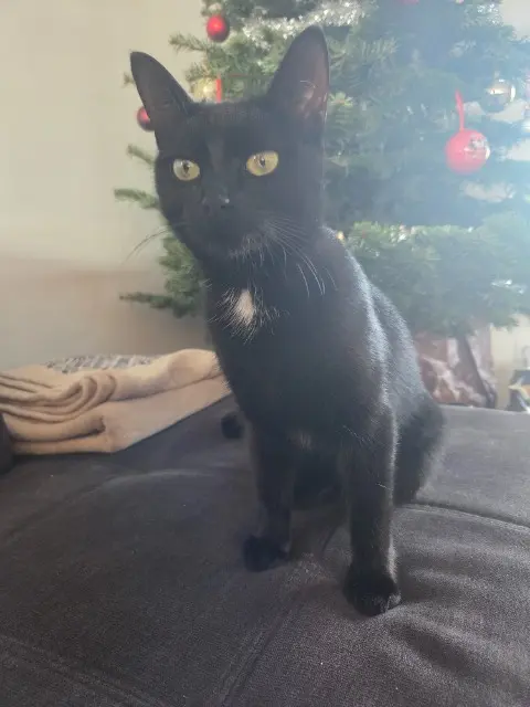 chatte reunited   54134 Ceintrey Maya