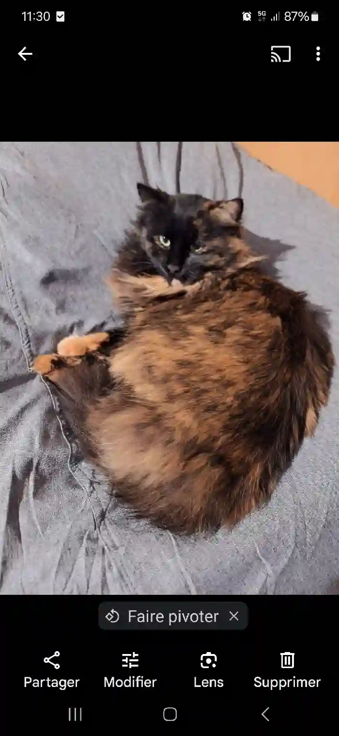 Chatte Trouvée 54 Meurthe-et-Moselle - Mimisse Chatte Trouvée 54 Meurthe-et-Moselle - Mimisse