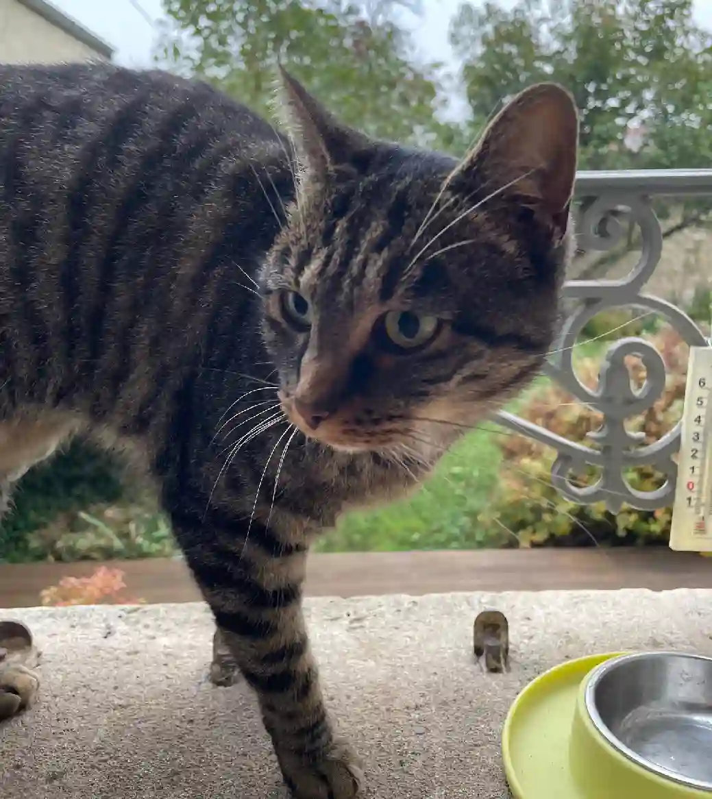 Chatte Trouvée 54 Meurthe-et-Moselle Nancy - Aglaé Chatte Trouvée 54 Meurthe-et-Moselle Nancy - Aglaé