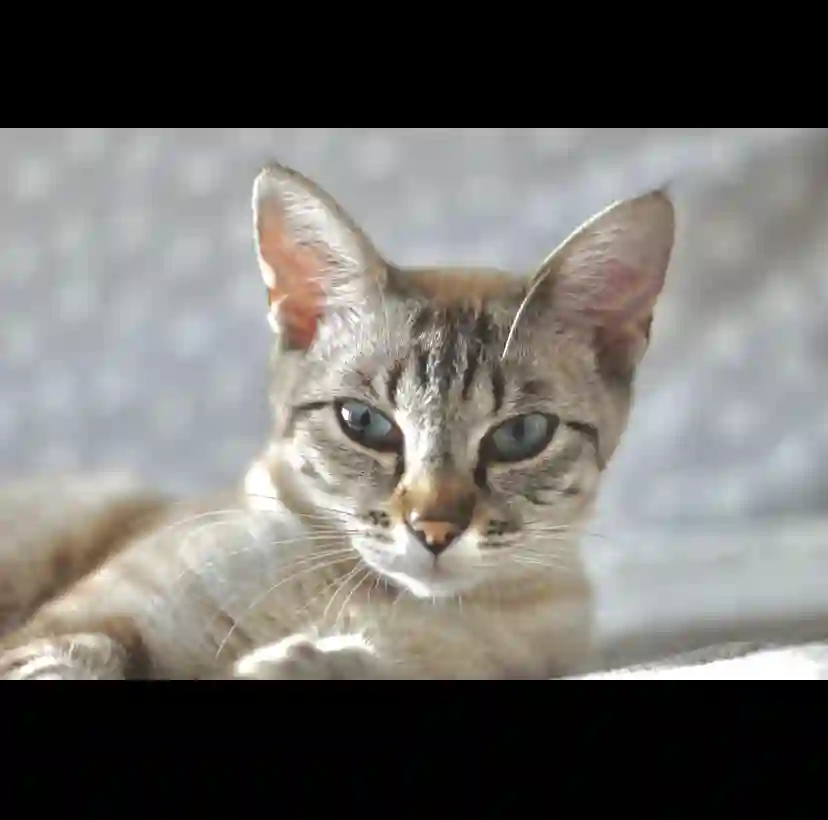 Chatte Perdue 54 Meurthe-et-Moselle Nancy - Aria Chatte Perdue 54 Meurthe-et-Moselle Nancy - Aria