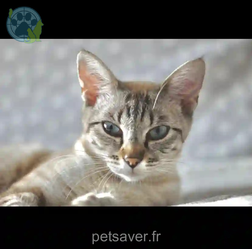 Chatte Perdue 54 Meurthe-et-Moselle Nancy - Aria Chatte Perdue 54 Meurthe-et-Moselle Nancy - Aria
