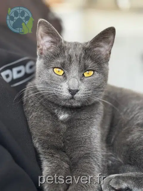 chatte reunited 54100 Nancy Billy
