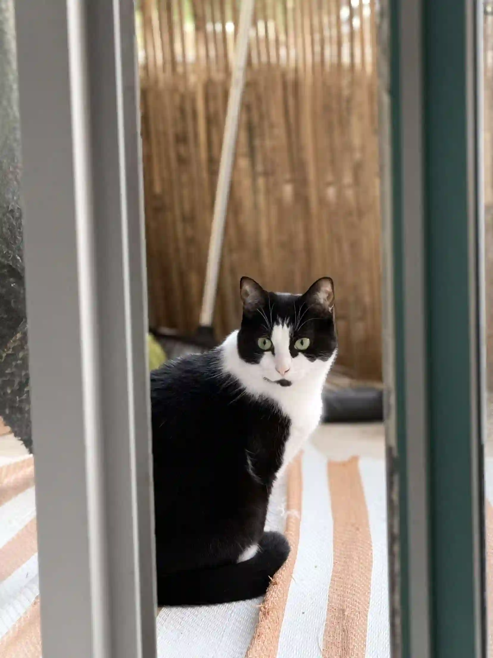 Chatte Trouvée 54 Meurthe-et-Moselle Nancy - Kumi Chatte Trouvée 54 Meurthe-et-Moselle Nancy - Kumi