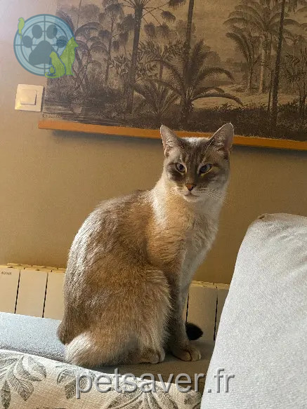 gata reunida 39 Rue Maréchal Exelmans 54100 Nancy gata reunited 39 Rue Maréchal Exelmans 54100 Nancy
