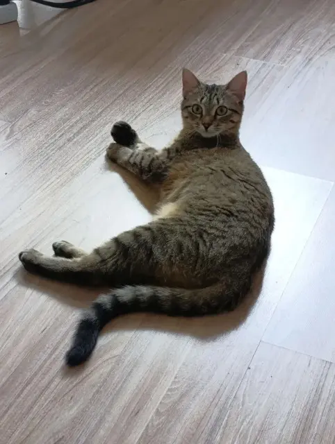 chatte reunited    Nancy Mel