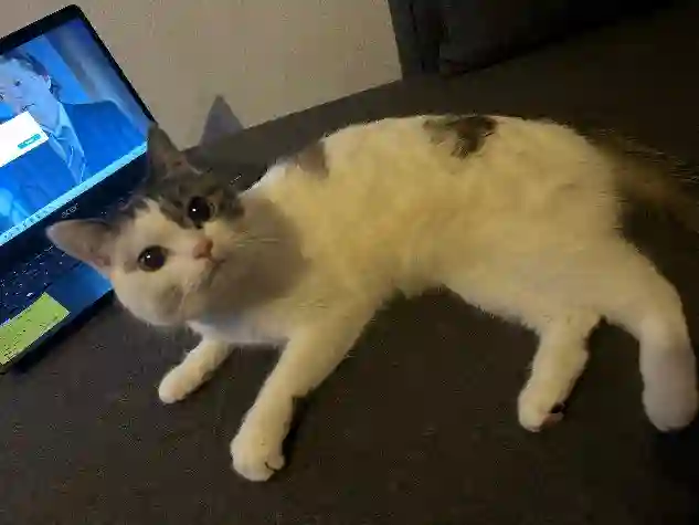 Chatte Trouvée 54 Meurthe-et-Moselle Nancy - Mia Chatte Trouvée 54 Meurthe-et-Moselle Nancy - Mia