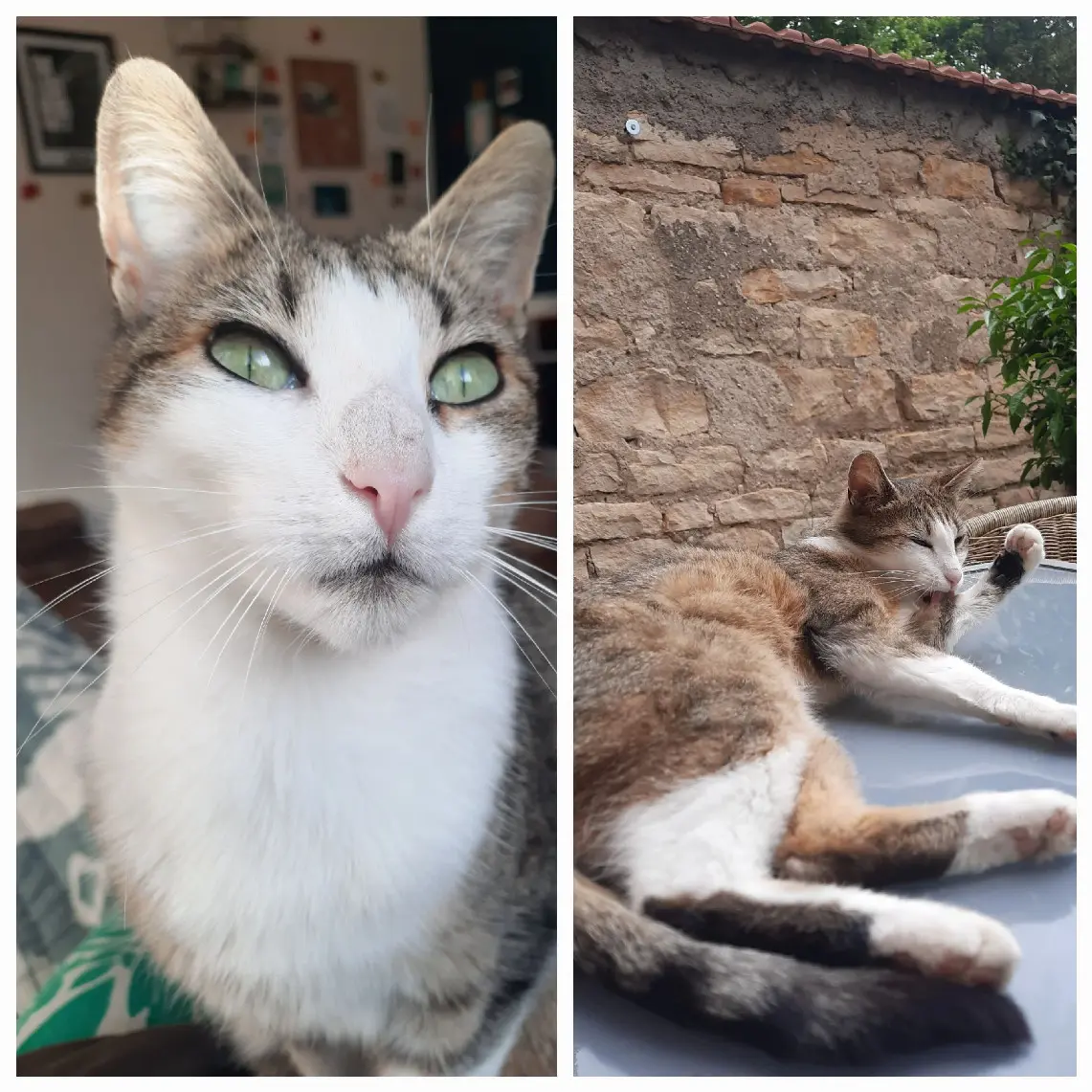 Chatte Perdue 54 Meurthe-et-Moselle Nancy - Nara Chatte Perdue 54 Meurthe-et-Moselle Nancy - Nara