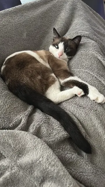 chatte reunited    Nancy Numea