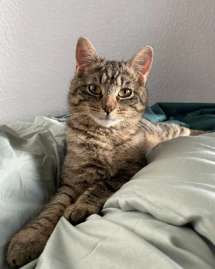 Chatte Perdue 54 Meurthe-et-Moselle Nancy - Ohna Chatte Perdue 54 Meurthe-et-Moselle Nancy - Ohna