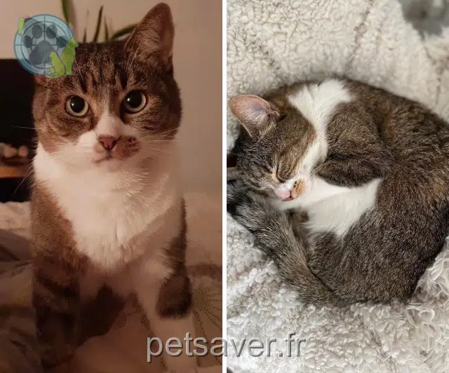 chatte reunited   54100 Nancy Pepette