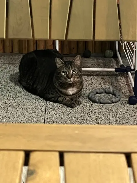 chatte reunited    Nancy Rems