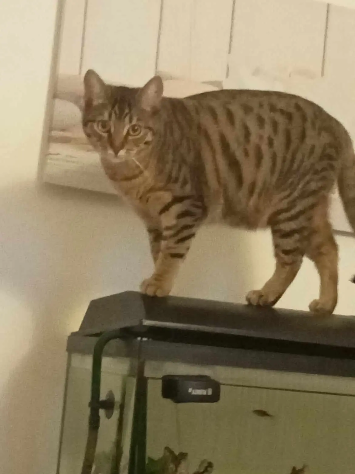 Chatte Perdue 54 Meurthe-et-Moselle Nancy - Rosy Chatte Perdue 54 Meurthe-et-Moselle Nancy - Rosy