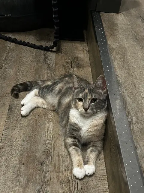 chatte reunited    Nancy Tosca