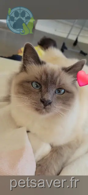 Katze reunited Nancy Violette