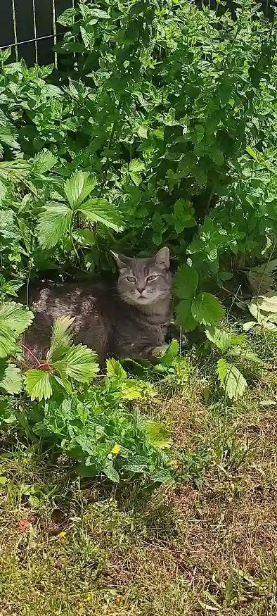 Chatte Perdue 54 Meurthe-et-Moselle - Naya Chatte Perdue 54 Meurthe-et-Moselle - Naya