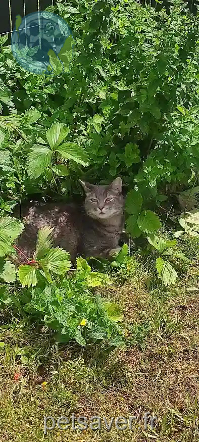 Chatte Perdue 54 Meurthe-et-Moselle - Naya Chatte Perdue 54 Meurthe-et-Moselle - Naya