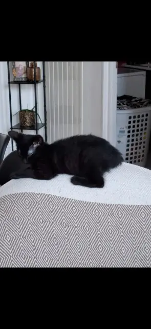 chatte reunited   54320 Maxéville Nora