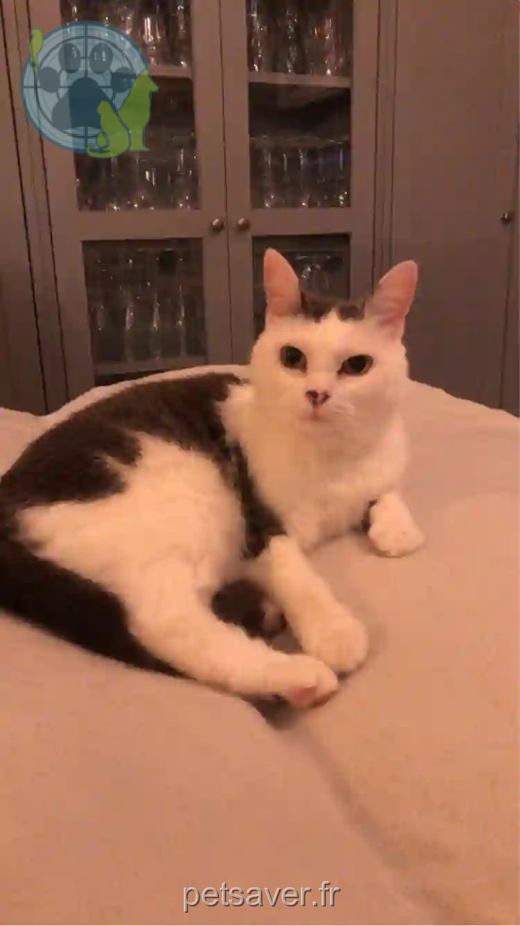 Chatte Trouvée 54 Meurthe-et-Moselle - Pepette,-poupette,-pouette Chatte Trouvée 54 Meurthe-et-Moselle - Pepette,-poupette,-pouette