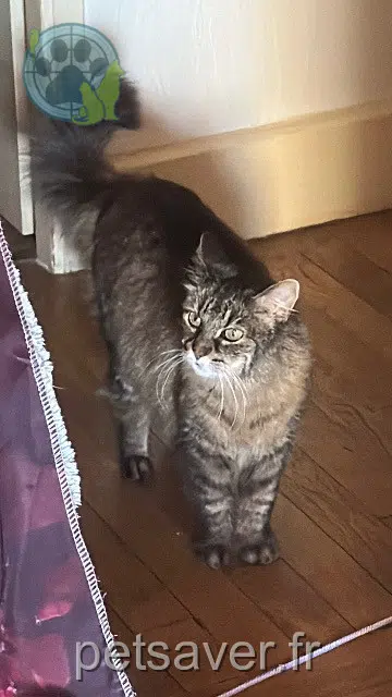 chatte reunited 54130 Saint-Max Pogo