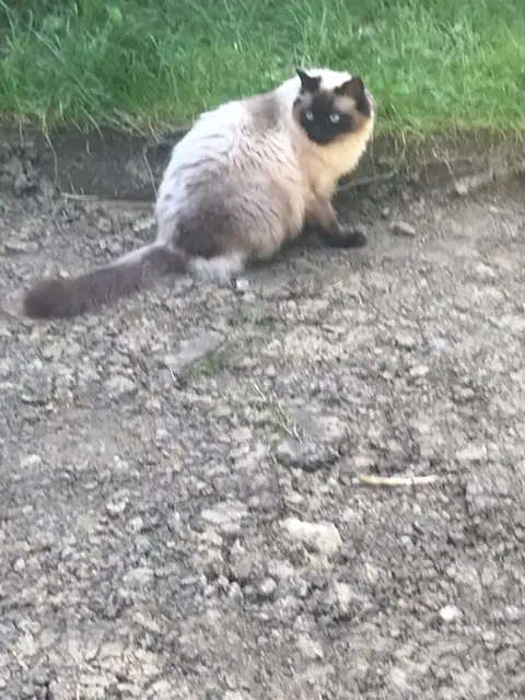 chatte reunited   54520 Laxou Pupuce