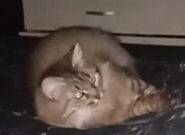 chatte reunited   54340 Pompey Pépette