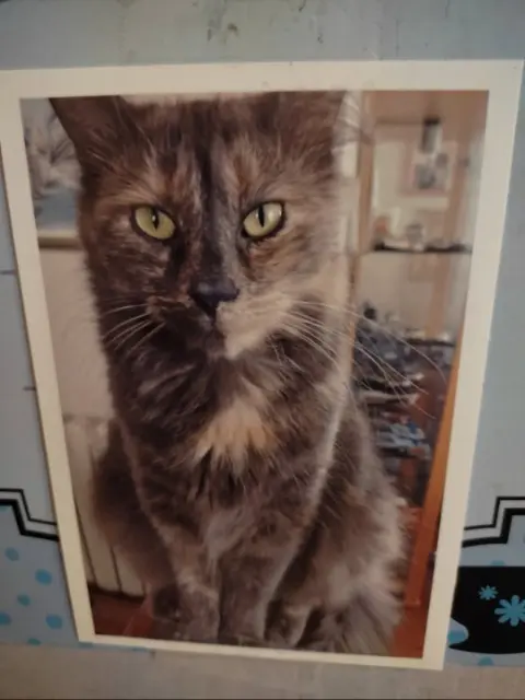 chatte reunited   54114 Jeandelaincourt Soquette