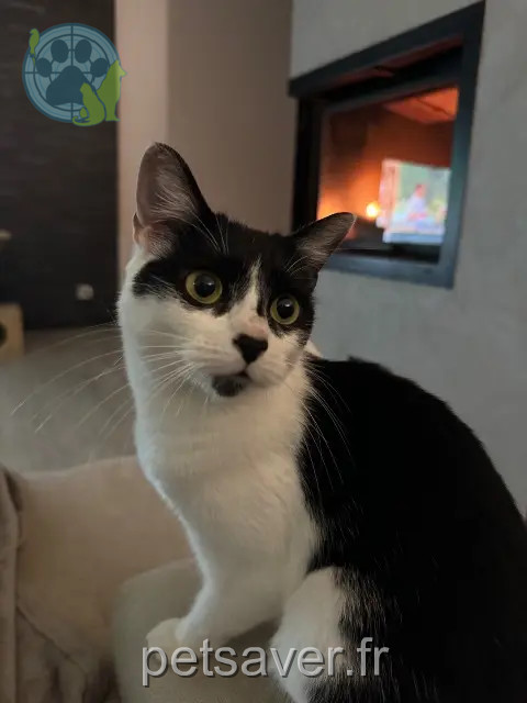 chatte reunited 54122 Glonville Tina