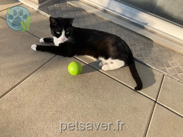 chatte reunited   54520 Laxou Tosca