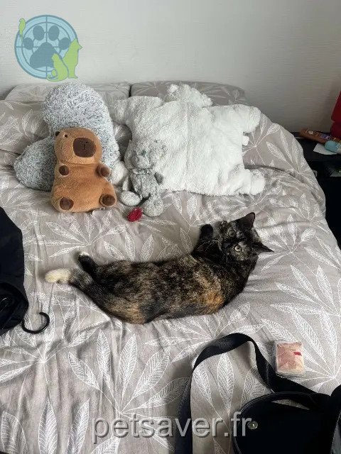 chatte reunited 54180 Heillecourt Yana