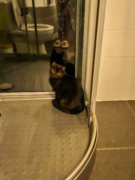 Chatte Trouvée 54 Meurthe-et-Moselle Chatte Trouvée 54 Meurthe-et-Moselle