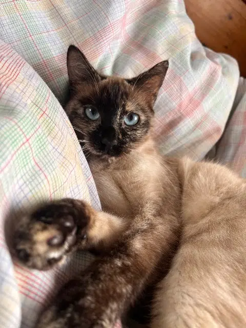 chatte reunited   56100 Lorient Alita