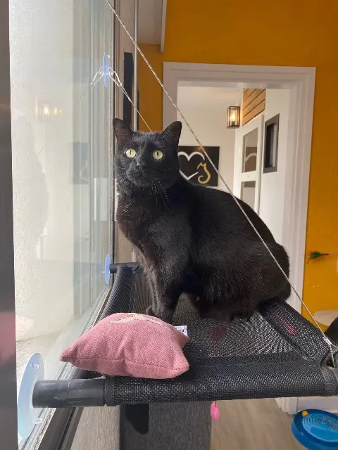 chatte reunited   56600 Lanester Arya