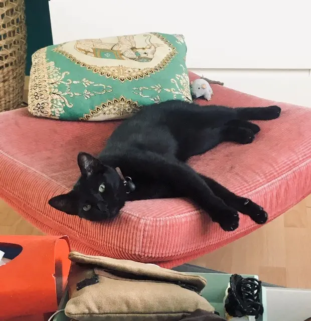 chatte reunited   56870 Baden Asa