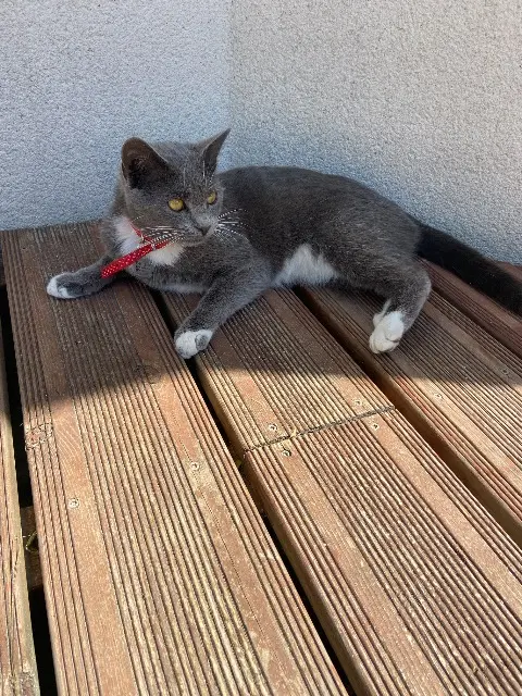 chatte reunited   56240 Plouay Bella