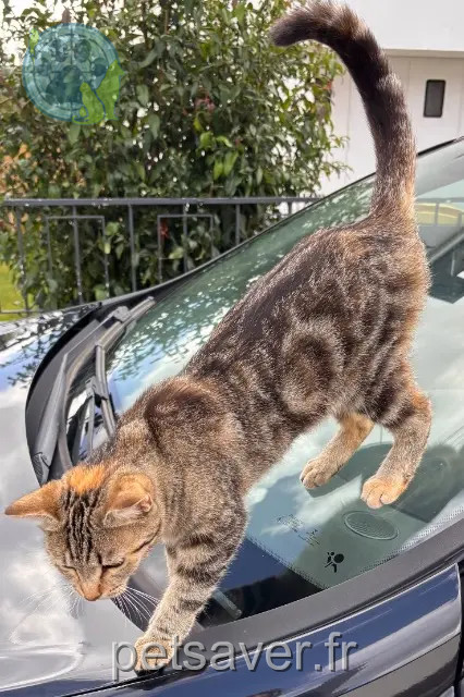 chatte reunited 56700 Hennebont Bulle