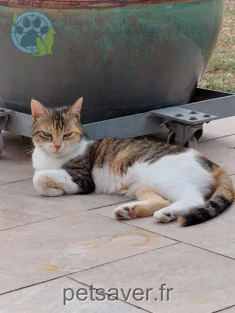 chatte reunited 56130 La Roche-Bernard Chanel