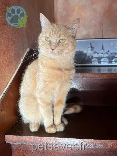 chatte reunited   56150 Baud Chouquette